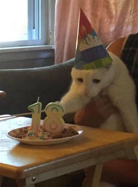 Sad Cat Meme Birthday - 43 sad cat memes ranked in order of popularity and relevancy.