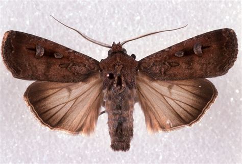 Bogong moth - Australian Geographic