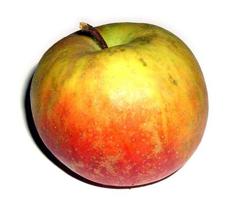 List of apple cultivars | Wikiwand | Apple, Apple varieties, Fruit