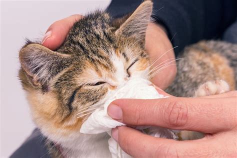 What To Do if Your Cat Has a Cold | Morton Vet