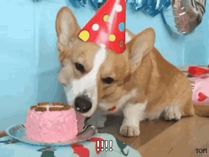 Birthday Corgi GIF - Birthday Corgi Birthday cake - Discover & Share GIFs