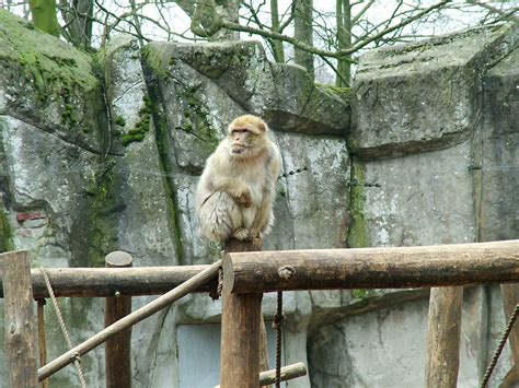 File:Monkey in zoo.jpg - Wikimedia Commons