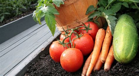 Tips for Vegetable Gardening in Utah | Garden Guides | Vegetable garden tips, Vegetable garden ...