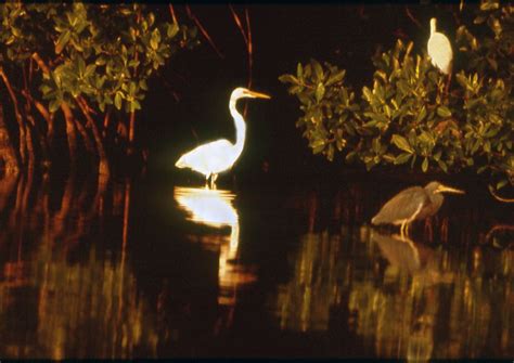 Everglades Birds.While traveling through the Everglades, these birds ...