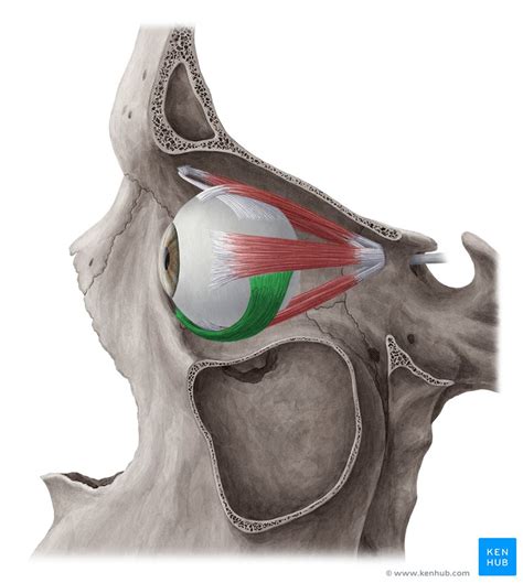 Inferior oblique: Attachments, innervation and function | Kenhub