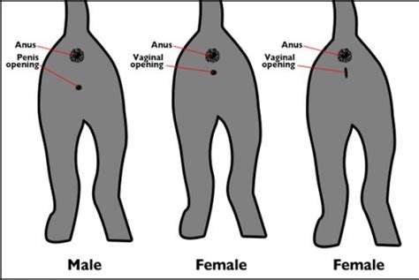 how-to-determine-the-sex-of-your-kitten – ايران پت استور