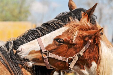 Mutual grooming | Horses can do that well too! Those belong … | Flickr