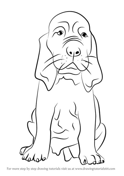 Learn How to Draw a Bloodhound Puppy (Dogs) Step by Step : Drawing Tutorials | Bloodhound ...