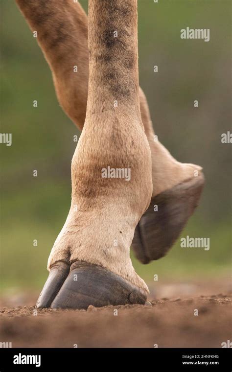 Legs and hooves of a giraffe (Giraffa camelopardalis) Zimanga Game Reserve, KwaZulu Natal, South ...