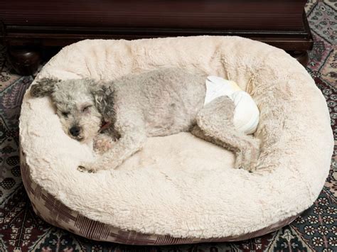 How to Manage Urinary Incontinence in Dogs - Furry Aging