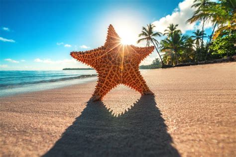 110+ Starfish HD Wallpapers and Backgrounds