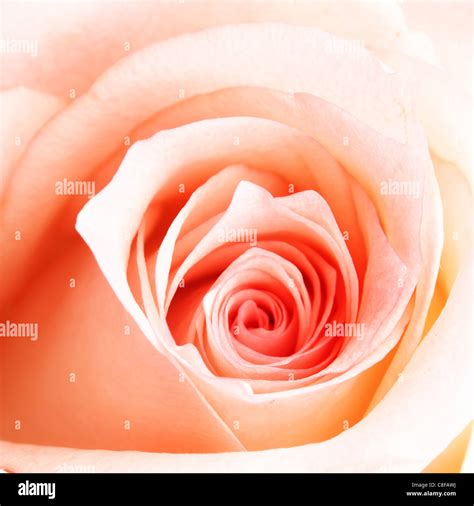 Rose pink high res hi-res stock photography and images - Alamy