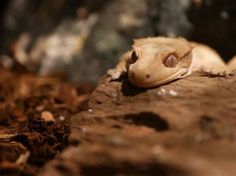 How to Tell if Crested Gecko is Stressed? - VIVO Pets