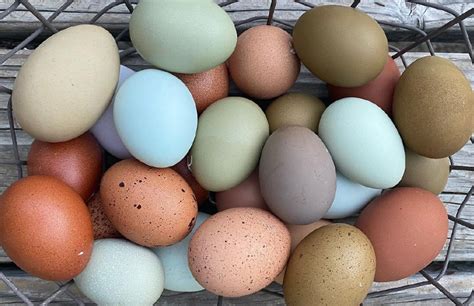 10 Popular Chickens With Colored Eggs (+Color Chart) | Chicken Fans