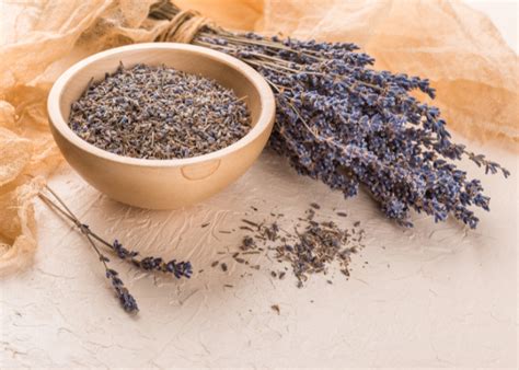 How to Harvest Lavender Seeds from Your Garden - seedcontainers