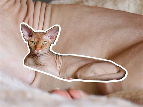 Sphynx cat breed profile