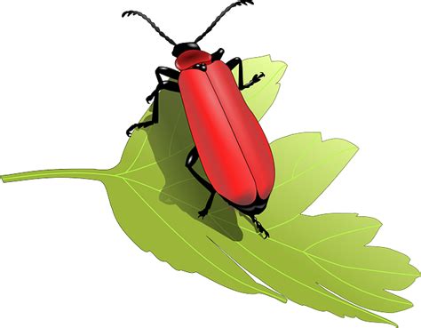 Download Beetle, Nature, Insect. Royalty-Free Vector Graphic - Pixabay