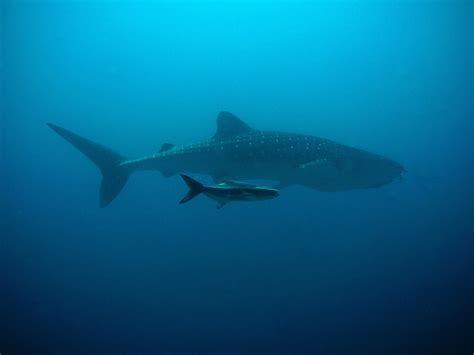 Whale Shark And Her Baby Free Stock Photo - Public Domain Pictures