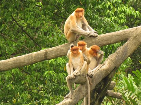 Palm oil processors top plantations in destroying proboscis monkey habitat | Focusing on Wildlife