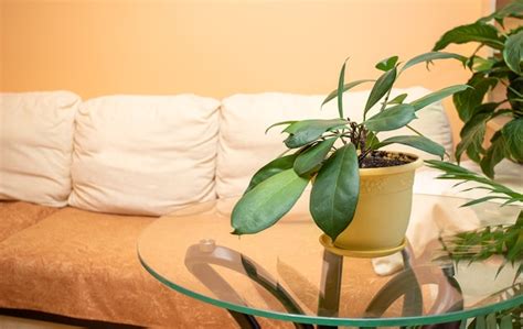 Premium Photo | Beautiful indoor plant ficus on round glass table in ...
