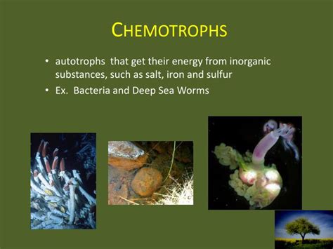 PPT - Ecology 101 PowerPoint Presentation - ID:2003136