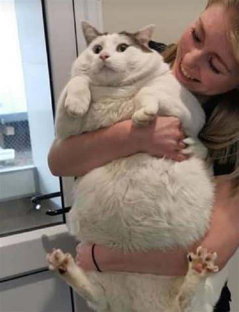 Fat cat with human🥳 | Funny cute cats, Cute cats photos, Cute baby animals