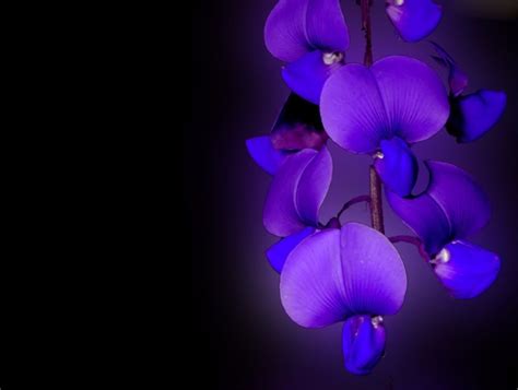 Download Purple Flower Close-up Flower Nature Orchid HD Wallpaper