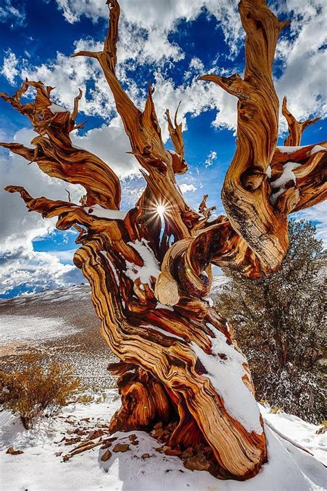 Ancient Bristlecone Pine Forest, California. | Bristlecone pine forest ...