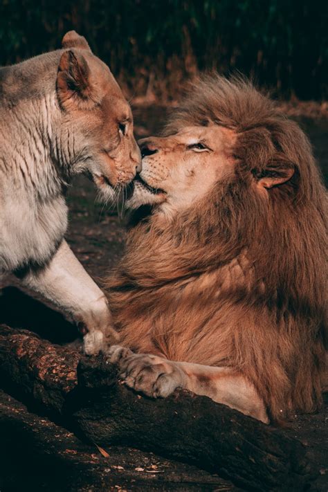 Lion Couple Wallpapers - Wallpaper Cave