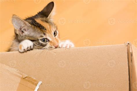 biting kitten 959218 Stock Photo at Vecteezy