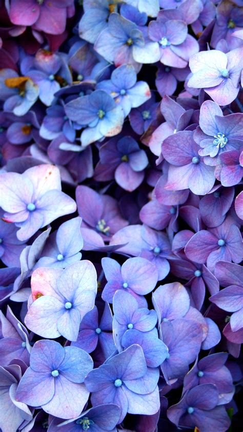 Le Violet à Rungis : Les Fleurs ! Hydrangea Wallpaper, Purple Flowers Wallpaper, Nature ...