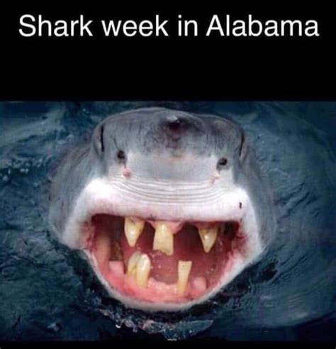 Shark Week in Alabama : r/funny