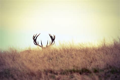 HOME | Big Buck Contest