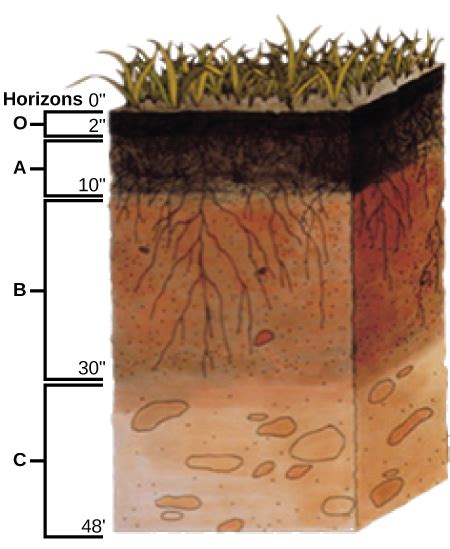 The Soil | OpenStax Biology 2e