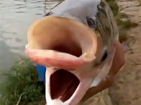 Terrified when the world first discovered a mutant fish with 2 mouths and 4 eyes, netizens ...