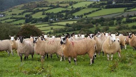 Welsh farmers rely on BPS to make a profit, survey shows - Farmers Weekly