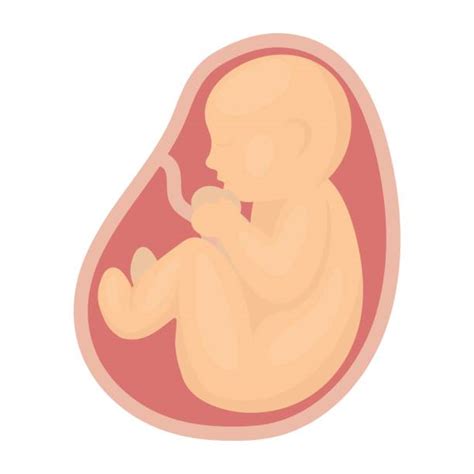 Royalty Free Cartoon Of Baby In Womb Clip Art, Vector Images & Illustrations - iStock