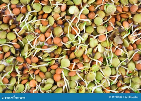 Lentil seeds stock image. Image of fiber, slimming, salad - 19717537