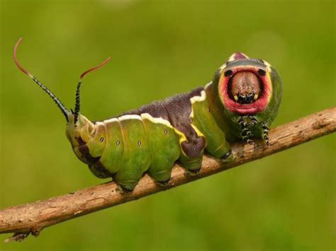 Pin on Caterpillars