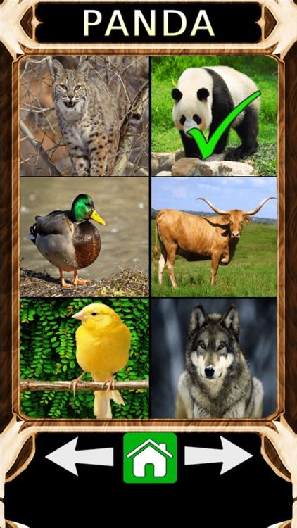 Animal Sounds Quiz 2.0 by Istvan Bodai