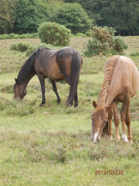 New Forest Ponies | Beautiful horses, Beautiful creatures, New forest