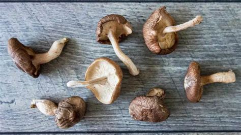 Shiitake mushroom benefits - What is a shiitake mushroom?