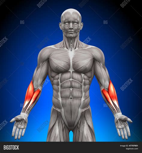 Forearms - Anatomy Image & Photo (Free Trial) | Bigstock