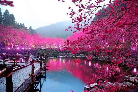 Cherry Blossom Festival in Japan - You Don't Want To Miss