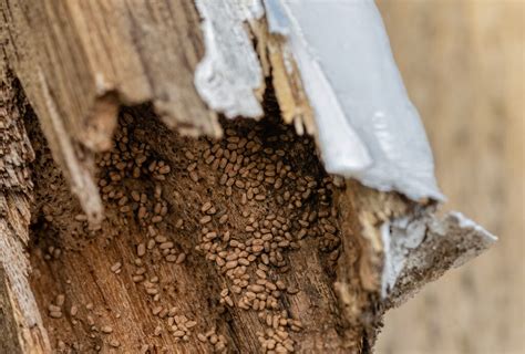 Drywood Termites - Coastal Fumigators