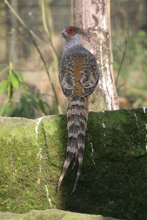 Pin on Birds - Phasianidae Family - Galliformes Order