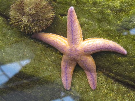 Pisaster brevispinus (Pink Sea Star) - captive - a photo on Flickriver