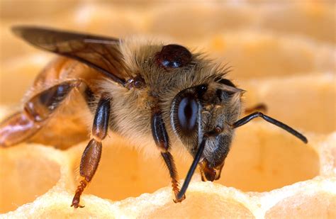 Refrigerating honey bees to fight mites, colony collapse – WSU Insider