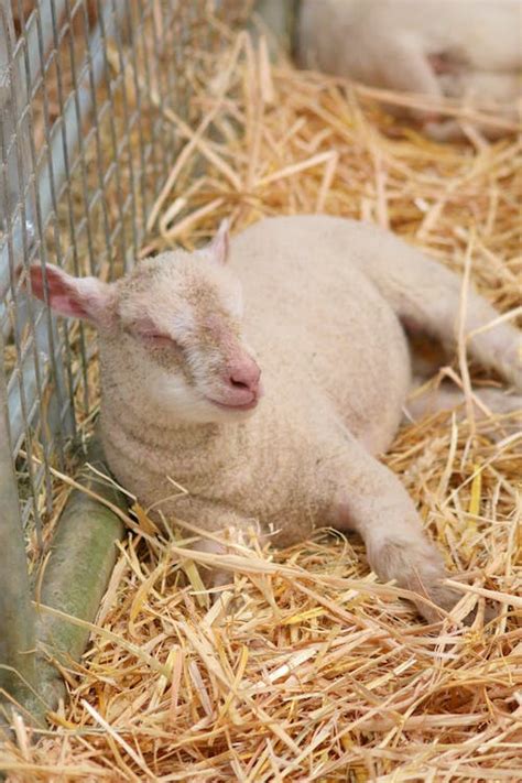 Free stock photo of animal farming, baby lamb, lamb