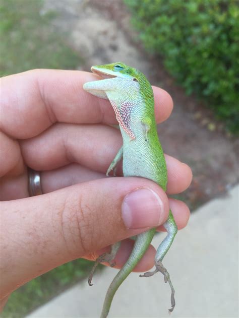 Three-Legged Green Anole – Anole Annals